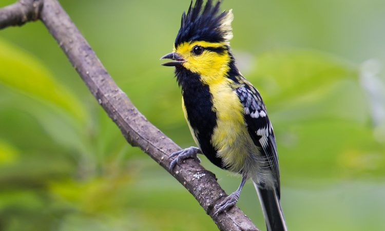 Yellow Chicked Tit Bird